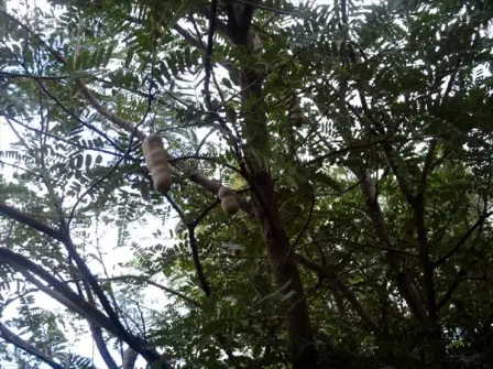 Tamarin