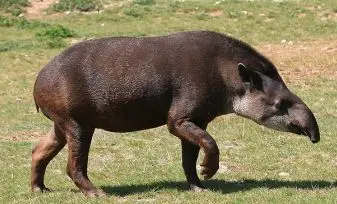 Tapir