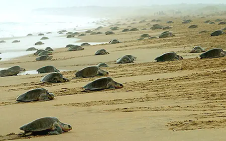Tortue