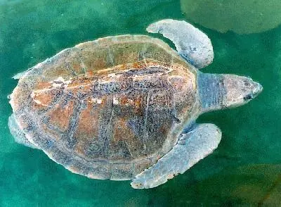 Tortue