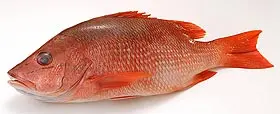 vivaneau