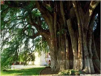 L’arbre de Santa María del Tule, Oaxaca, Mexique