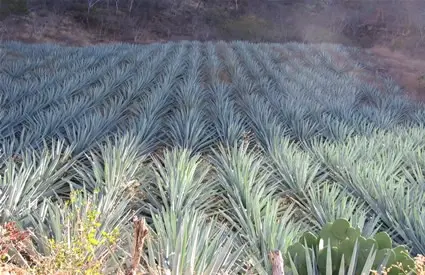 Champs de Maguey, Oaxaca, Mexique