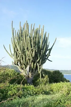 Mazunte, Oaxaca, Mexique
