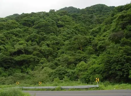 Jungle de Oaxaca, Mexique