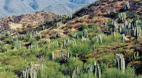 Paysage de Tehuacan, Oaxaca, Mexique