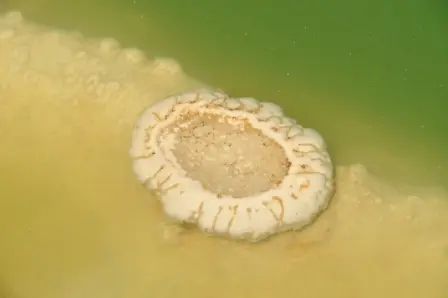 Concrétion naturelle dans la piscine secondaire de Hierve el Agua, Oaxaca, Mexique