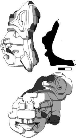 Dessin et coupe réalisés en laboratoire d’une partie d’urne de la période classique Zapotèque