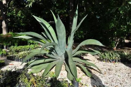 Maguey du jardin ethnobotanique de Oaxaca, Mexique