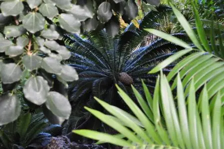 Une des cycadales du jardin ethnobotanique de Oaxaca