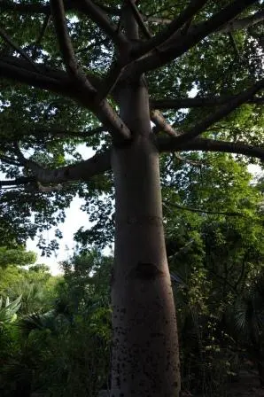 Le pochote ou Ceiba du jardin ethnobotanique de Oaxaca, Mexique