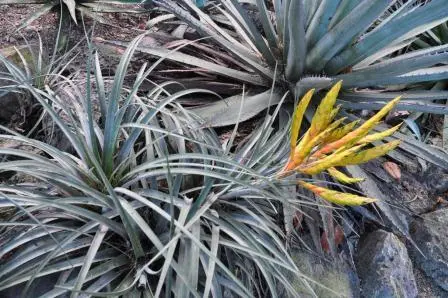 Fleur de cactus du jardin ethnobotanique de Oaxaca