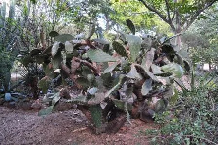 Cactus du jardin ethnobotanique de Oaxaca, Mexique