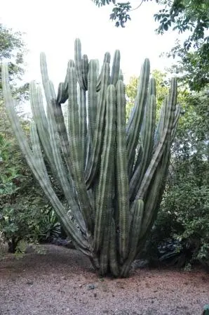 Cactus du jardin ethnobotanique de Oaxaca, Mexique