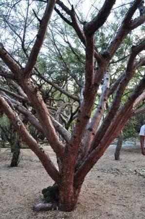 Gommier rouge du jardin ethnobotanique de Oaxaca, Mexique