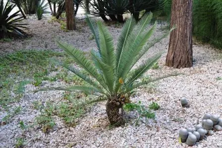 Une des cycadales du jardin ethnobotanique de Oaxaca