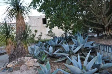 Agave du jardin ethnobotanique de Oaxaca, Mexique