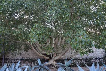 Arbre du jardin ethnobotanique de Oaxaca, Mexique