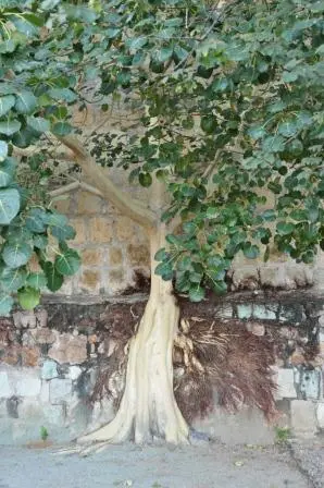 Arbre du jardin ethnobotanique de Oaxaca, Mexique