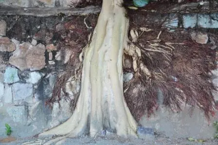 Arbre du jardin ethnobotanique de Oaxaca, Mexique