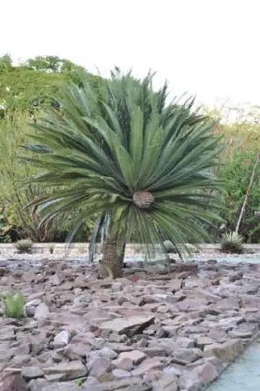 Une des cycadales du jardin ethnobotanique de Oaxaca