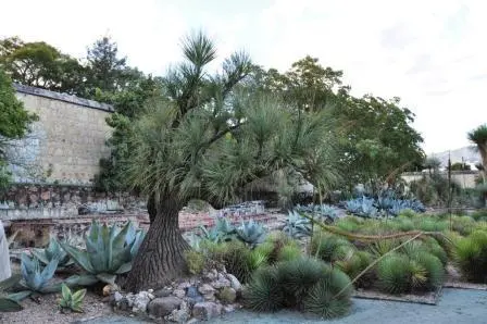 Le Beaucarnea recurvata ou patte d’éléphant du jardin ethnobotanique de Oaxaca, Mexique