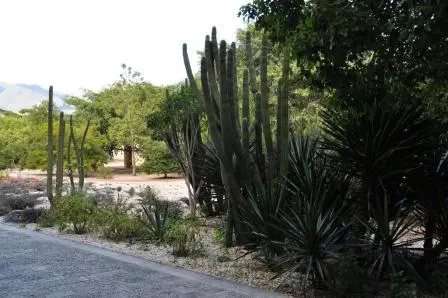 Le secteur dédié au climat aride de Oaxaca, Mexique