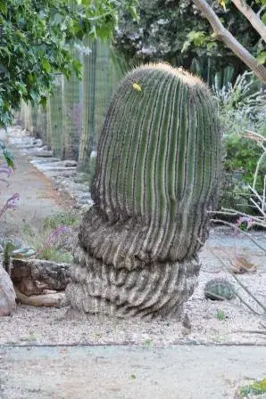 La grande Biznaga, un cactus de l’espèce Echinocactus platyacanthus, du jardin ethnobotanique de Oaxaca, Mexique