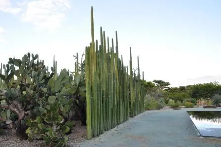 Cactus de l’espèce Pachycereus marginatus, souvent utilisée comme haie pour délimiter les maisons rurales traditionnelles de Oaxaca