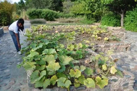 La calebasse issue des graines ramenées de fouilles archéologiques et qui daterait d’il y a 10 000 ans