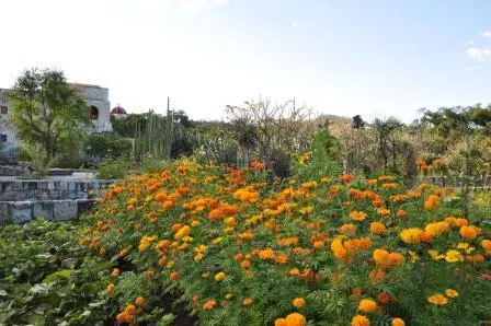 La cempasúchil ou fleur des morts au jardin ethnobotanique de Oaxaca, Mexique