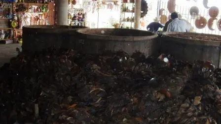 Le cœur d’agave prêt à passer au pressoir, Oaxaca, Mexique