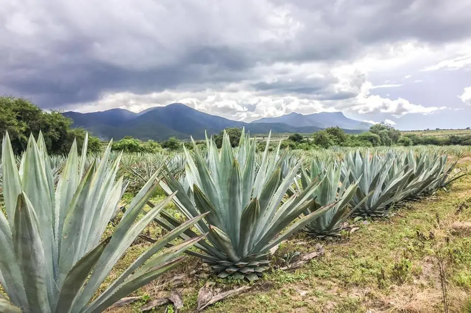 Champs d’agave de Santiago Matatlán pour la produiction de mezcal