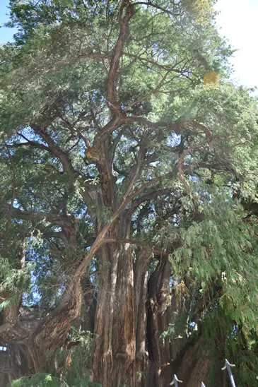 L’arbre millenaire de Santa María del Tule, Oaxaca, Mexique