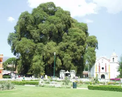 L’arbre de Santa María del Tule, Oaxaca, Mexique